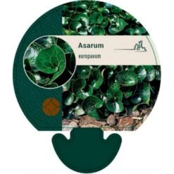 Hasselurt Asarum Europaeum Bakke Med 12 Stk.