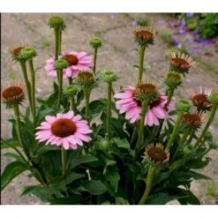 Purpursolhat 'Sunseekers Pink' Echinacea 'Sunseekers Pink' 1 Liter Potte