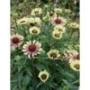 Purpursolhat 'Green Twister' Echinacea 'Green Twister' 1 Liter Potte