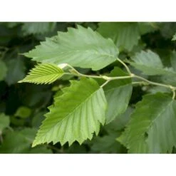 Gråel Alnus Incana Flerstammet,- 150-175 Cm. Med Trådklump