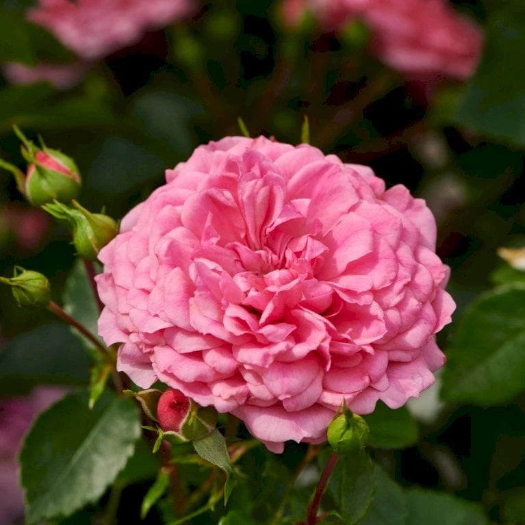 'Rosy Border'® Rosa X 'Rosy Border'® (Bunddækkerose) A-Kvalitet,- Barrods Roser Min. 3 Grene - Billede 3