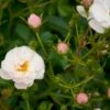 'Snow Cover'® Rosa X 'Snow Cover'® (Bunddækkerose) A-Kvalitet,- Barrods Roser Min. 3 Grene