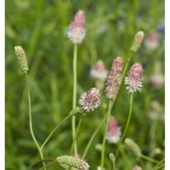 Kvæsurt 'Pink Tanna' Sanguisorba 'Pink Tanna' 1 Liter Potte