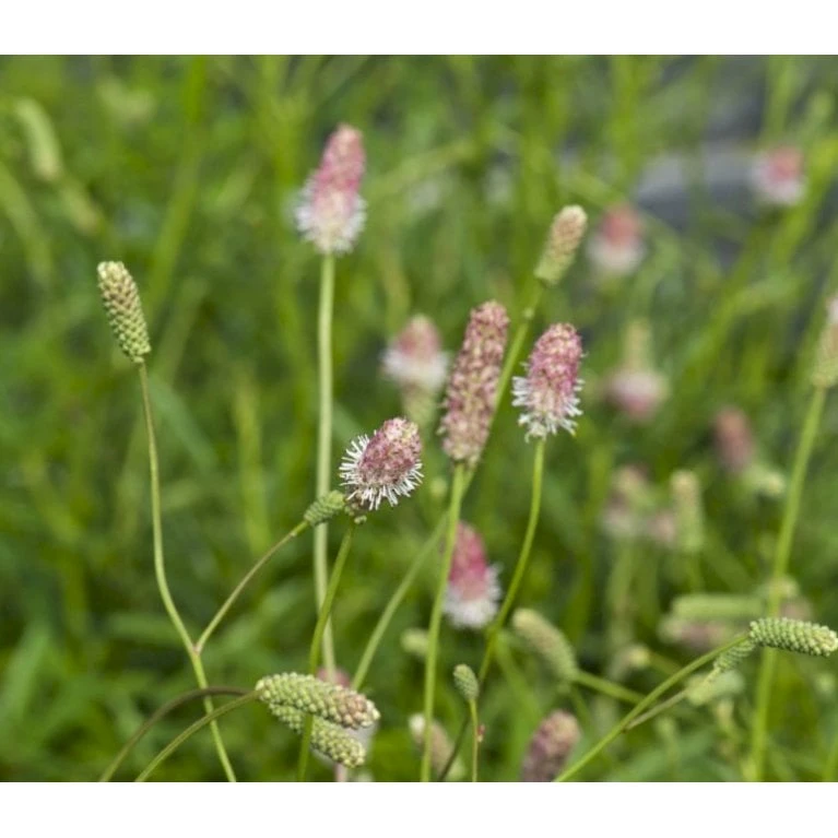 Kvæsurt 'Pink Tanna' Sanguisorba 'Pink Tanna' 1 Liter Potte - Billede 3