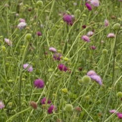 Blåhat 'Melton Pastels' Knautia Macedonica 'Melton Pastels' 1 Liter Potte