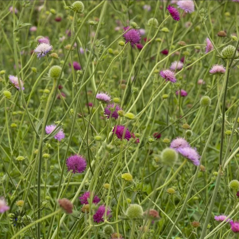 Blåhat 'Melton Pastels' Knautia Macedonica 'Melton Pastels' 1 Liter Potte