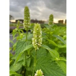 Anis Isop 'Albiflora' Agastache Rugosa F. Albiflora 1 Liter Potte