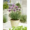 Prydløg 'Little Sapphire' Allium 'Little Sapphire' 2 Liter Potte