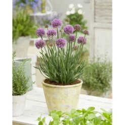 Prydløg 'Little Sapphire' Allium 'Little Sapphire' 2 Liter Potte