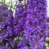 Ridderspore 'Breezin' Delphinium Delgenius 'Breezin' 2 Liter Potte