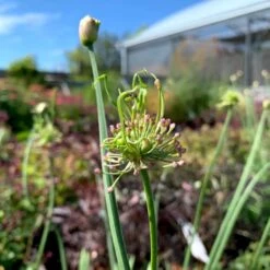 Prydløg 'Medusas Hair' Allium Senescens 'Medusas Hair' 2 Liter Potte