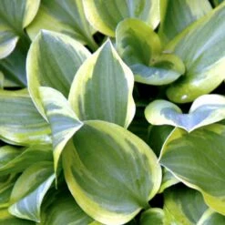 Hosta 'Snow Cap' Hosta Hybrid 'Snow Cap' 1 Liter Potte