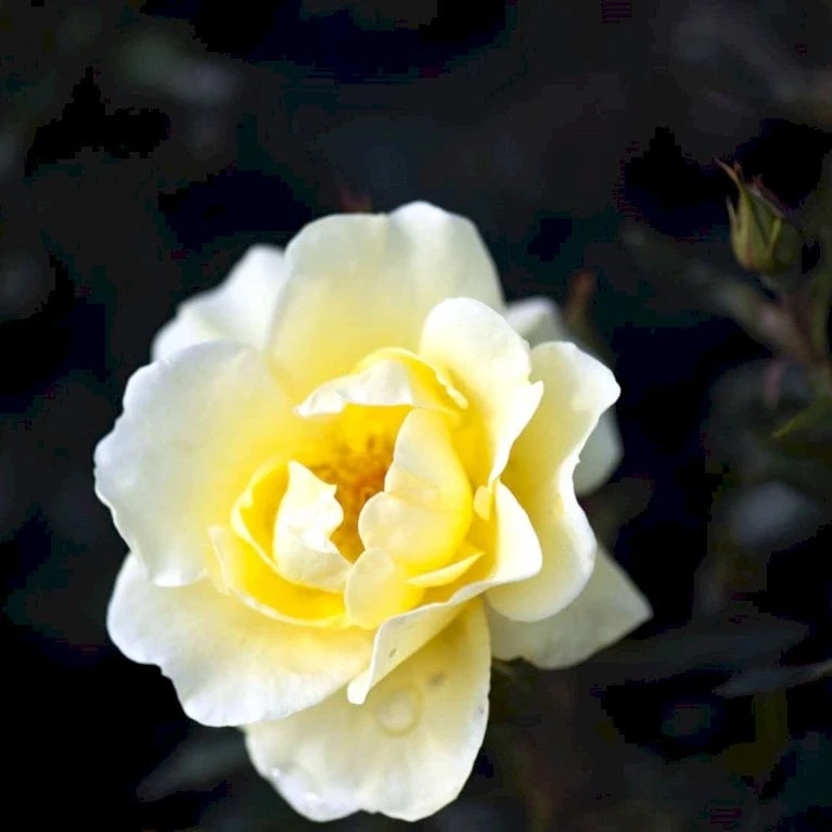 'Sunburst Border'® Rosa X 'Sunburst Border'® (Bunddækkerose) A-Kvalitet,- Barrods Roser Min. 3 Grene - Billede 3