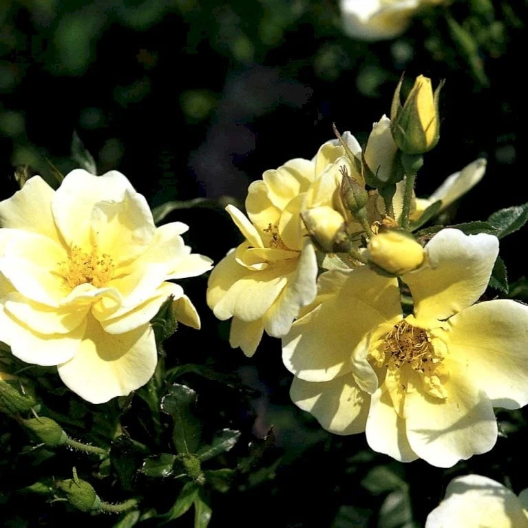 'Sunburst Border'® Rosa X 'Sunburst Border'® (Bunddækkerose) A-Kvalitet,- Barrods Roser Min. 3 Grene - Billede 4