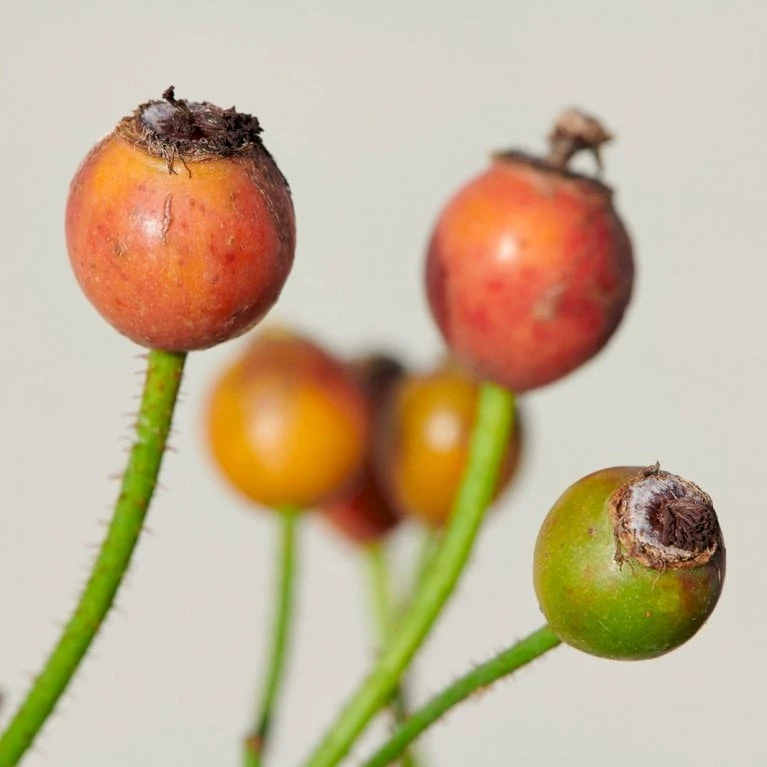 'Sunburst Border'® Rosa X 'Sunburst Border'® (Bunddækkerose) A-Kvalitet,- Barrods Roser Min. 3 Grene - Billede 6