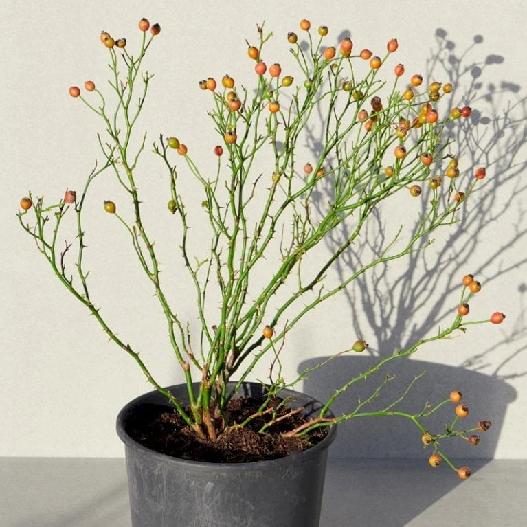 'Sunburst Border'® Rosa X 'Sunburst Border'® (Bunddækkerose) A-Kvalitet,- Barrods Roser Min. 3 Grene - Billede 7