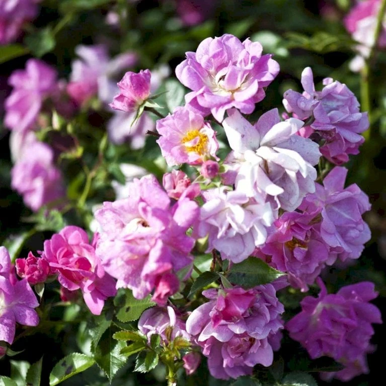 'Supreme Cover'® Rosa X 'Supreme Cover'® (Bunddækkerose) A-Kvalitet,- Barrods Roser Min. 3 Grene - Billede 3