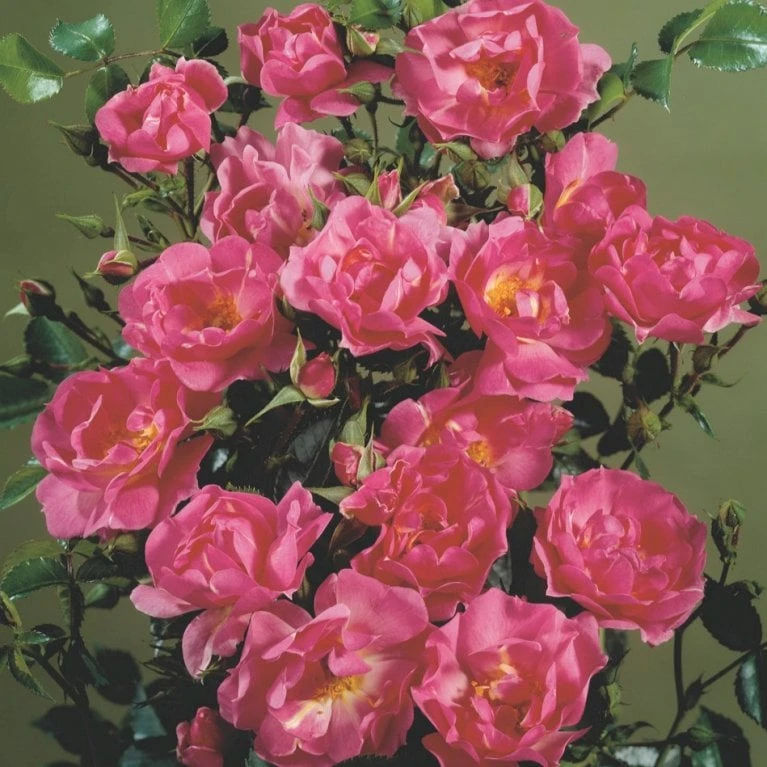 'Supreme Cover'® Rosa X 'Supreme Cover'® (Bunddækkerose) A-Kvalitet,- Barrods Roser Min. 3 Grene - Billede 4