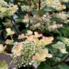 Syrén-Hortensia 'Early Harry' Hydrangea Paniculata 'Early Harry' 5 Liter Potte