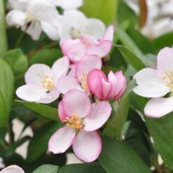 Sargentsæble 'Norðîc® Spellbound' Malus Sargentii 'Norðîc® Spellbound' 5 Liter Potte