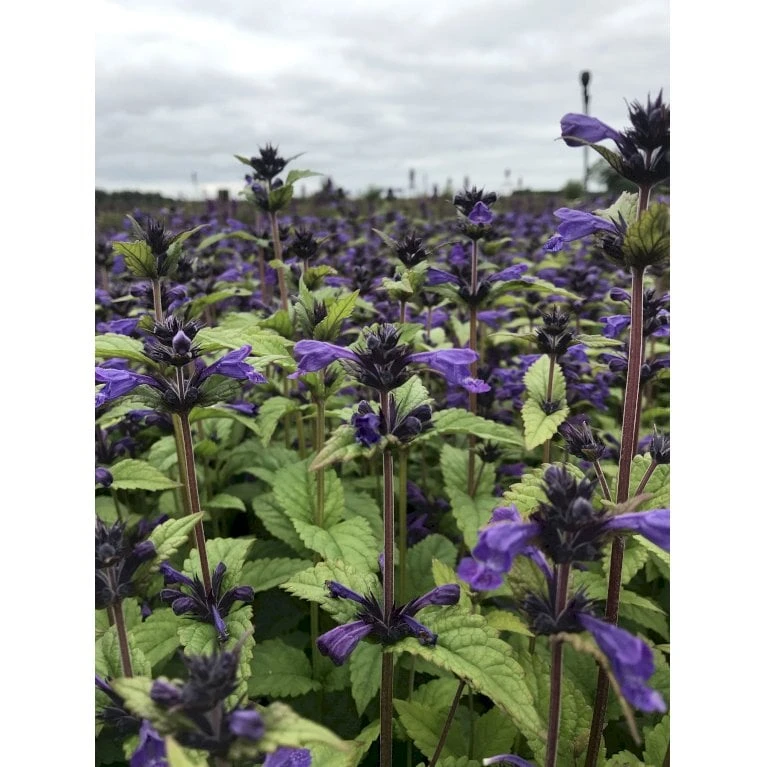 Blåkant 'Bokratune' Nepeta Neptune 'Bokratune' 1 Liter Potte - Billede 3