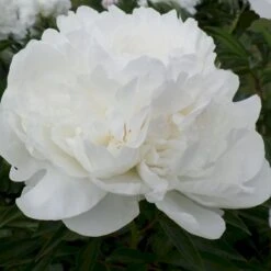 Silkepæon 'Mme Claude Tain' Paeonia Lactiflora 'Mme Claude Tain' 3 Liter Potte