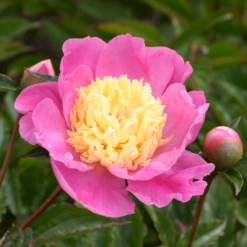 Silkepæon 'Mr. G. F. Hemerik' Paeonia Lactiflora 'Mr. G. F. Hemerik' 3 Liter Potte