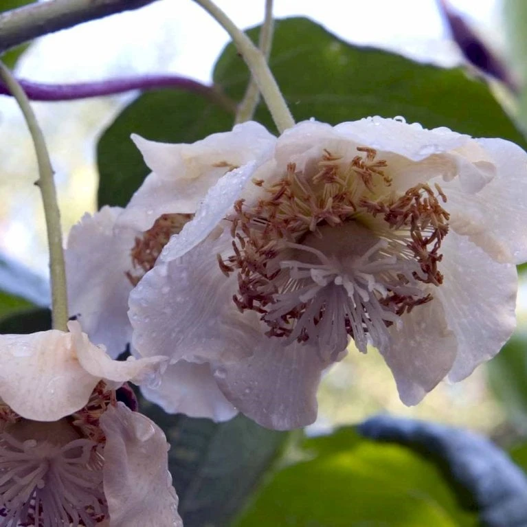 Kiwi 'Hayward' Actinidia Chinensis 'Hayward' (Hunplante) Potte 2,0 Liter,- Opbundet 60-100 Cm - Billede 2