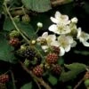Brombær 'Black Cascade'® Rubus Fruticosus 'Black Cascade'® Potte 2,0 Liter,- Opbundet