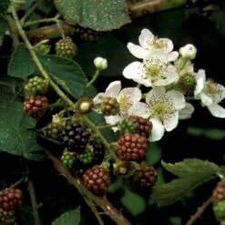 Brombær 'Black Cascade'® Rubus Fruticosus 'Black Cascade'® Potte 2,0 Liter,- Opbundet