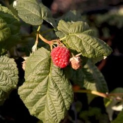 Efterårs Hindbær 'Boheme' Rubus Idaeus 'Boheme' Potte 2,0 Liter,- Opbundet