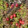 Storfrugtet Tranebær 'Cranberry' Vaccinium Macrocarpon 'Cranberry' Potte 2,0 Liter,- Opbundet