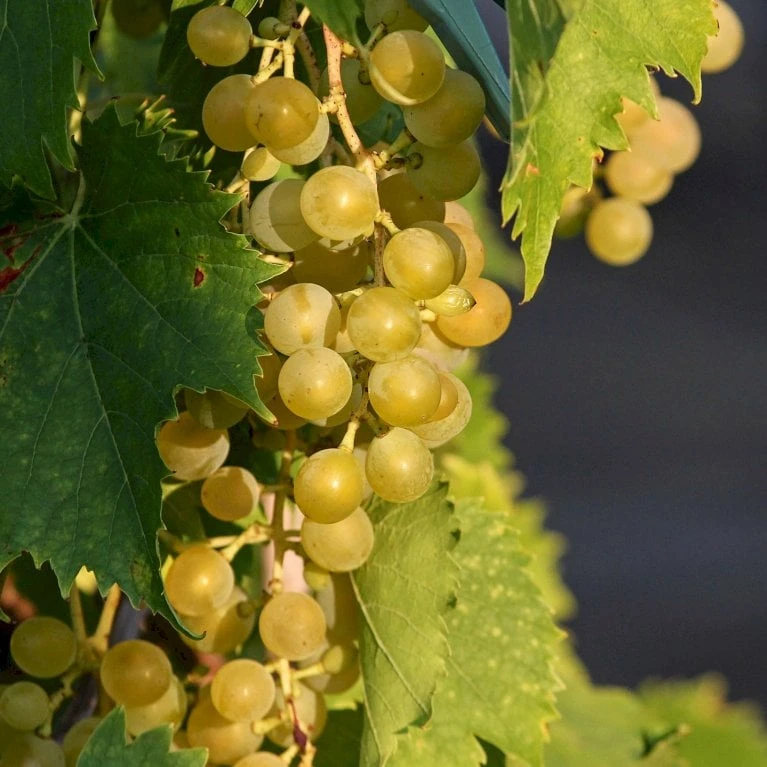 Vin 'Muskateller' Vitis Vinifera 'Muskateller' Potte 3,0 Liter,- Opbundet 80-100 Cm. - Billede 2