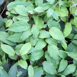 Stikkelsbærkiwi 'Ken's Red' Actinidia Arguta 'Ken's Red' (Hanplante) Potte 2,0 Liter,- Opbundet 60-100 Cm