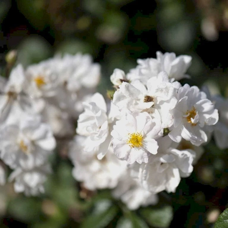 'Tumbling Waters'™ Rosa X 'Tumbling Waters'™ (Bunddækkerose) A-Kvalitet,- Barrods Roser Min. 3 Grene - Billede 3