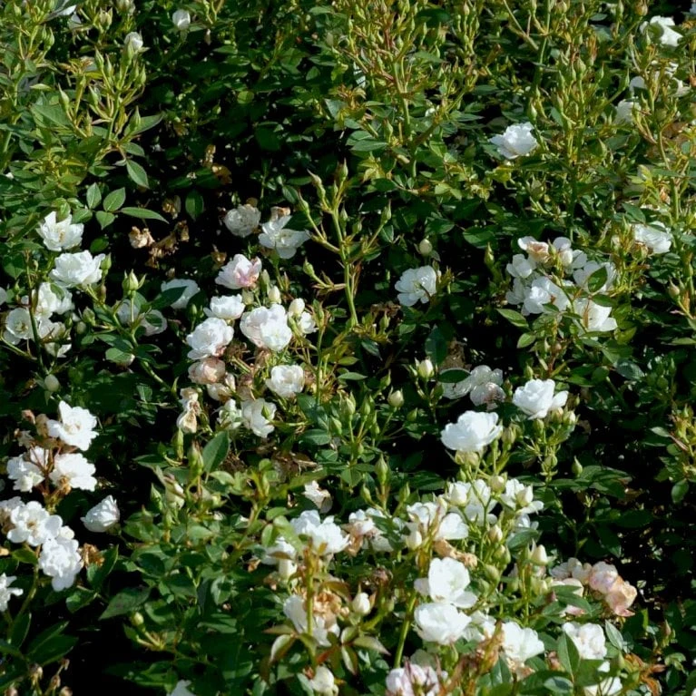 'Tumbling Waters'™ Rosa X 'Tumbling Waters'™ (Bunddækkerose) A-Kvalitet,- Barrods Roser Min. 3 Grene - Billede 5