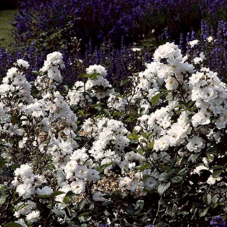 'Tumbling Waters'™ Rosa X 'Tumbling Waters'™ (Bunddækkerose) A-Kvalitet,- Barrods Roser Min. 3 Grene - Billede 6