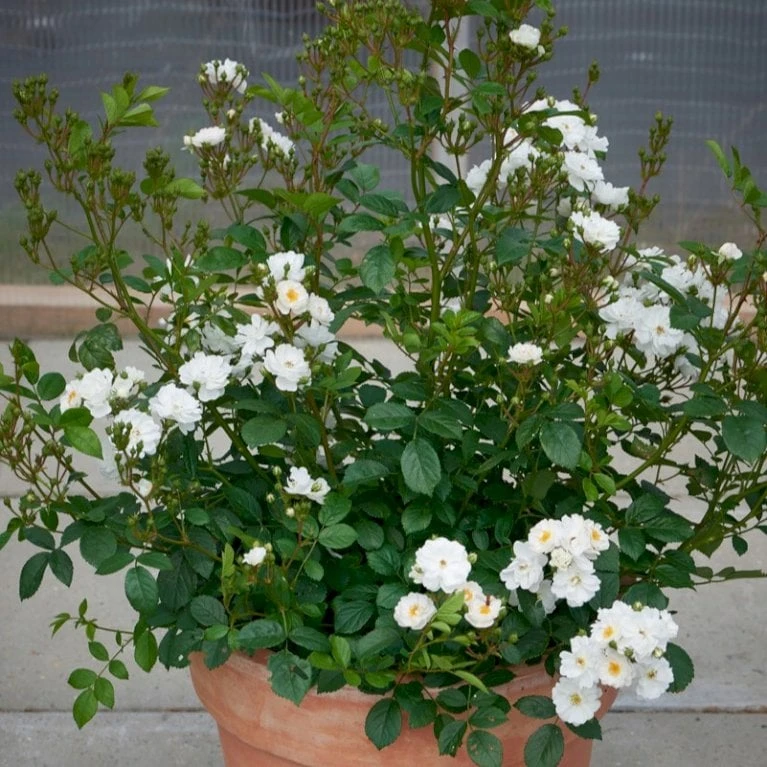 'Tumbling Waters'™ Rosa X 'Tumbling Waters'™ (Bunddækkerose) A-Kvalitet,- Barrods Roser Min. 3 Grene - Billede 7