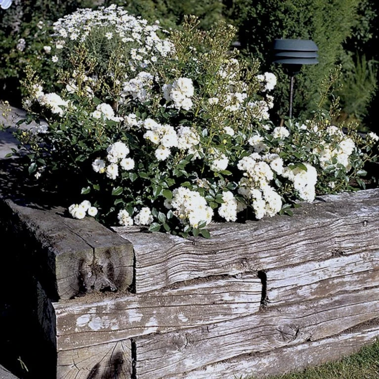 'Tumbling Waters'™ Rosa X 'Tumbling Waters'™ (Bunddækkerose) A-Kvalitet,- Barrods Roser Min. 3 Grene - Billede 8