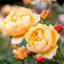 'Roald Dahl' Rosa X 'Roald Dahl' (Engelsk Rose) A-Kvalitet,- Barrods Roser Min. 3 Grene