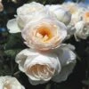 'Uetersener Klosterrose'® Rosa X 'Uetersener Klosterrose'® (Slyngrose) A-Kvalitet,- Barrods Roser Min. 3 Grene