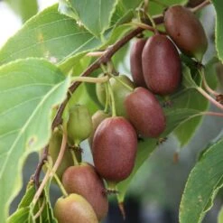 Stikkelsbærkiwi 'Red Jumbo' Actinidia Arguta 'Red Jumbo' (Hunplante) Potte 2,0 Liter,- Opbundet