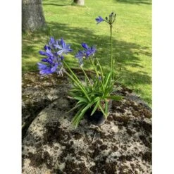 Skærmlilje 'Charlotte' Agapanthus Hybrid 'Charlotte' 2 Liter Potte