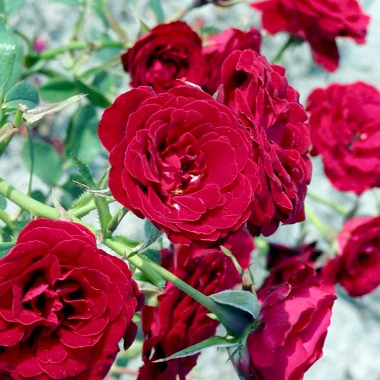 'Velvet Cover'® Rosa X 'Velvet Cover'® (Bunddækkerose) A-Kvalitet,- Barrods Roser Min. 3 Grene - Billede 3