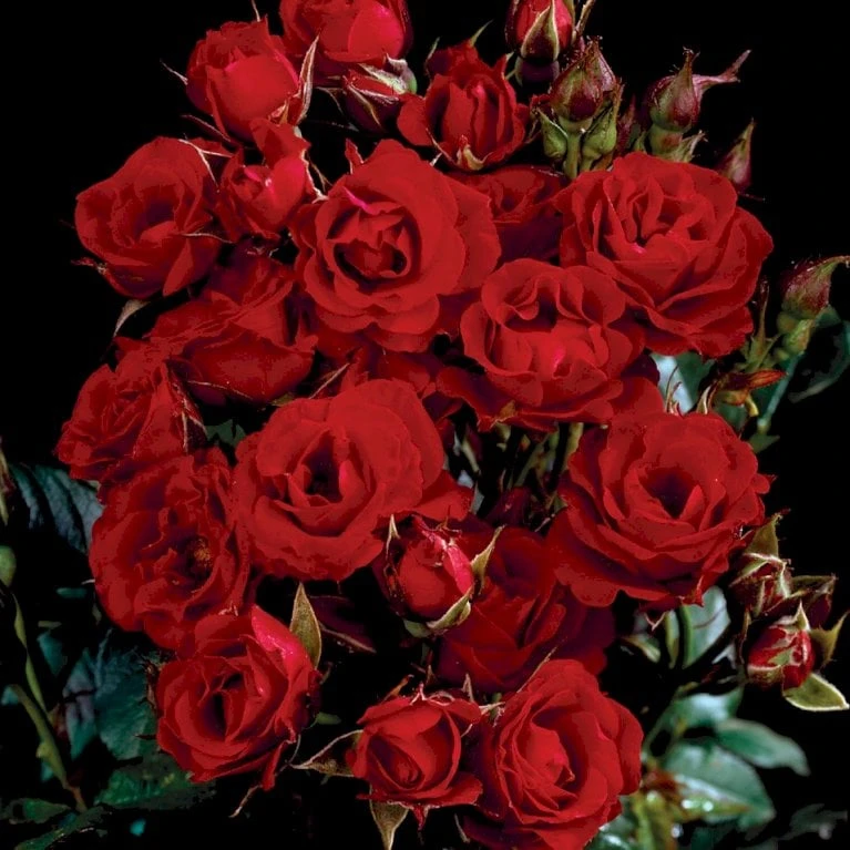 'Velvet Cover'® Rosa X 'Velvet Cover'® (Bunddækkerose) A-Kvalitet,- Barrods Roser Min. 3 Grene - Billede 4