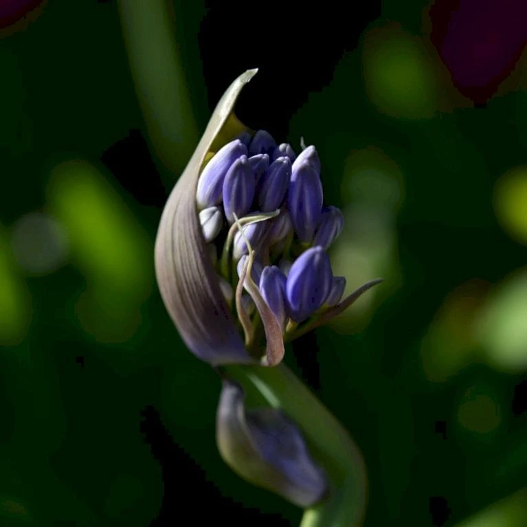 Skærmlilje 'Black Buddhist' Agapanthus Hybrid 'Black Buddhist' 2 Liter Potte
