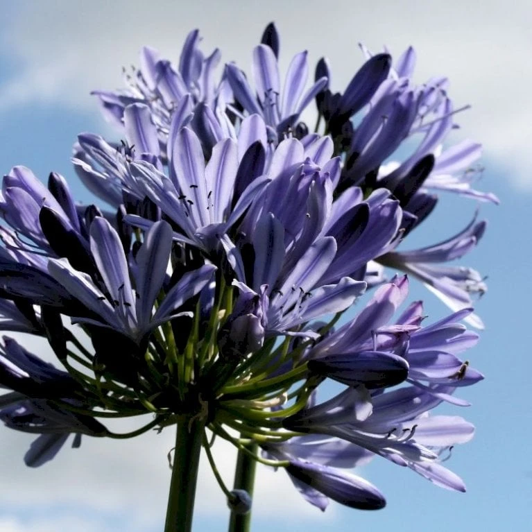Skærmlilje 'Black Buddhist' Agapanthus Hybrid 'Black Buddhist' 2 Liter Potte - Billede 3