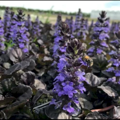 Krybende Læbeløs 'Black Scallop' Ajuga 'Black Scallop' 1 Liter Potte