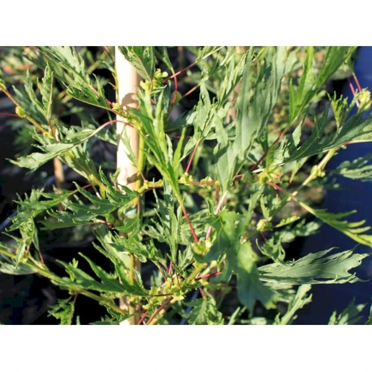 Rød-el 'Pyramidalis' Alnus Glutinosa 'Pyramidalis' 275-300 Cm Med Potte, 10L