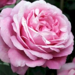 'Desirée'® Rosa X 'Desirée'® (Storblomstrende) A-Kvalitet,- Barrods Roser Min. 3 Grene